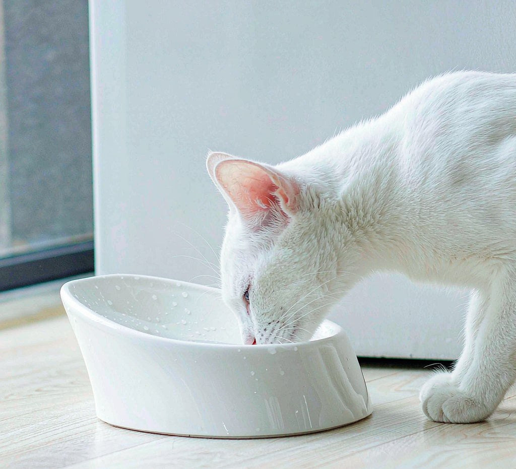 Zenith Ceramic Pet Feeding Bowl — lifestyle view 1