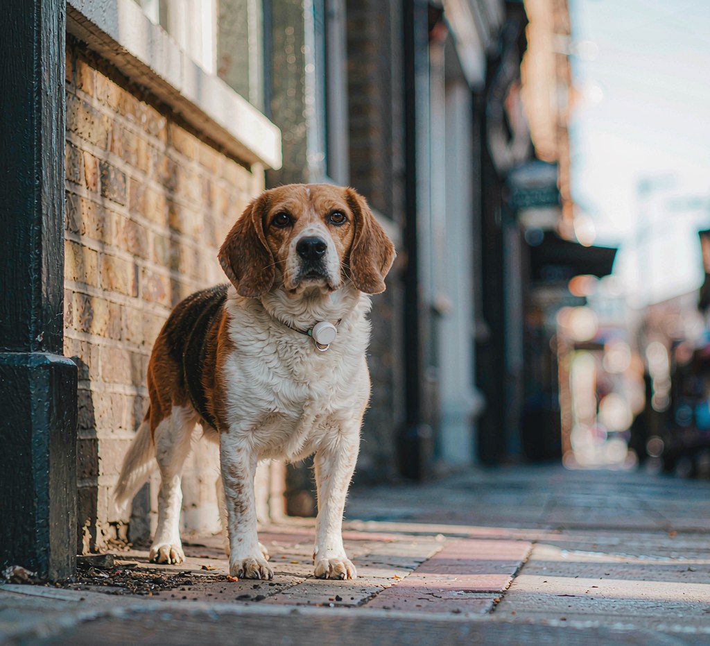 AeroTag Pro Smart Pet Tracker — lifestyle view 1