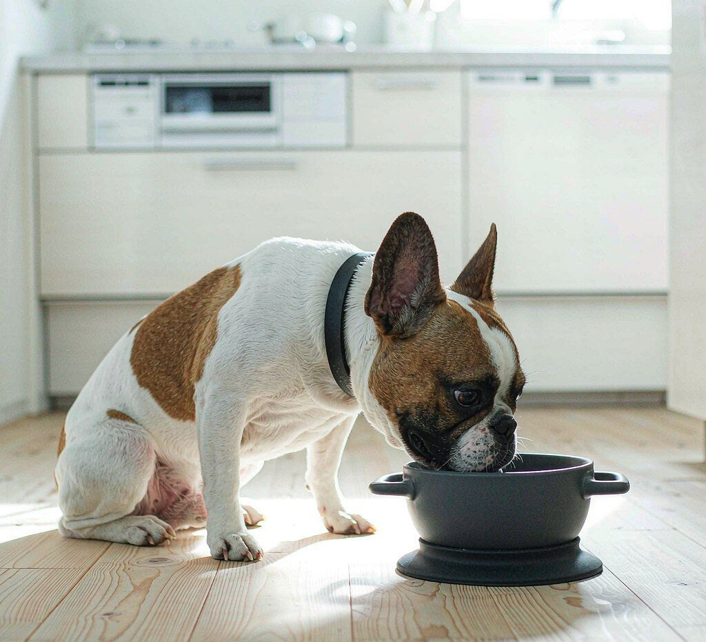 Modra Matte Anti-Slip Pet Bowl — lifestyle view 1